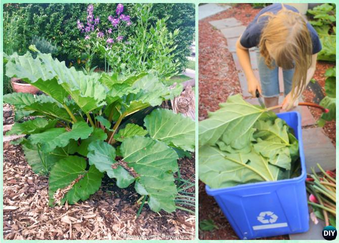 How to Pick Rhubarb Leaf Instruction-DIY Big Rhubarb Leaf Garden Projects 