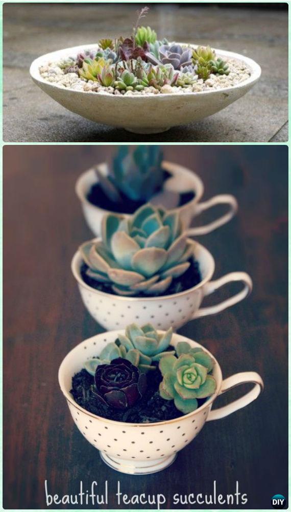 DIY Teacup Succulent Garden Instruction- DIY Indoor Succulent Garden Ideas Projects