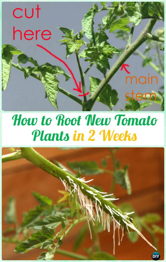 Root New Tomato Plants from Sucker Instructions - Gardening Tips to Grow Tomatoes In Containers 