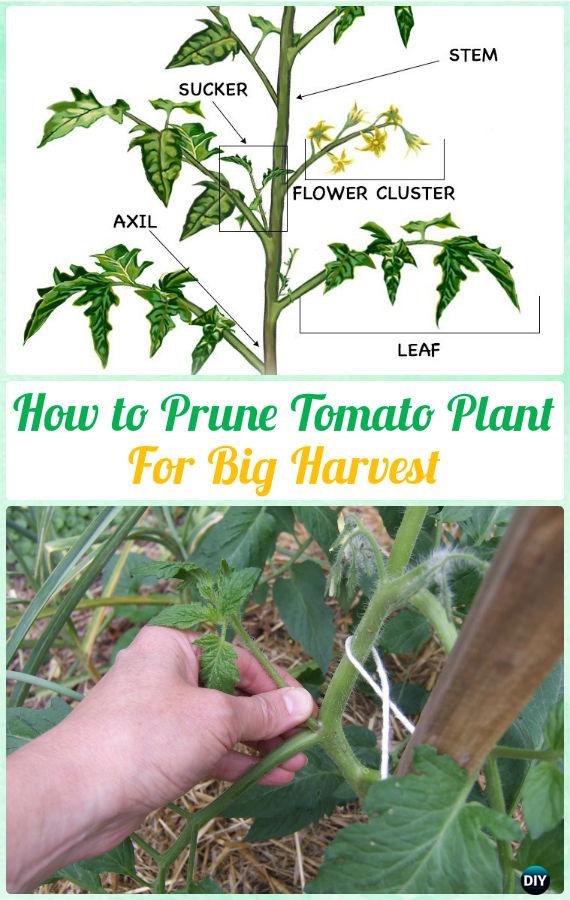 How to Prune Tomato Plants for Harvest Various Instructions - Gardening Tips to Grow Tomatoes In Containers 