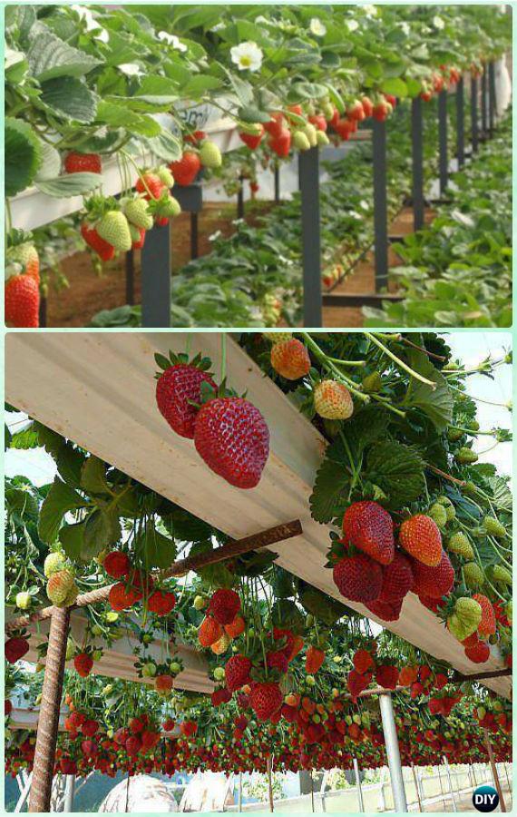DIY Hydroponic Strawberries Garden System Instruction-Gardening Tips to Grow Vertical Strawberries Gardens