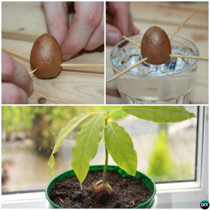 Grow Avocado Tree From Seeds Instructions Video
