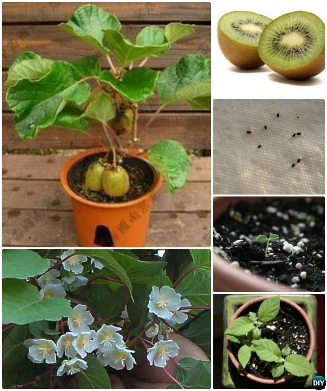 Grow Kiwi From Seeds Instructions 