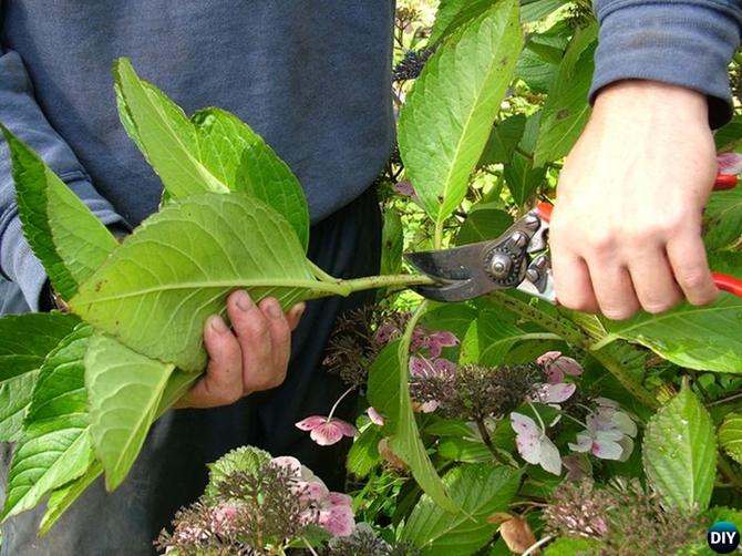 Regrow Hydrangeas From Cutting-Hydrangea Propagation Tips