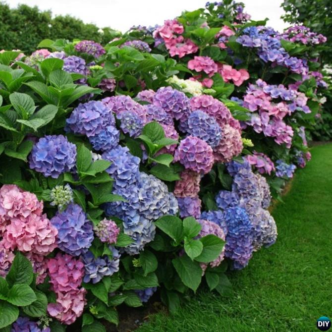 How to Change Hydrangeas Into Pink Blue Tips