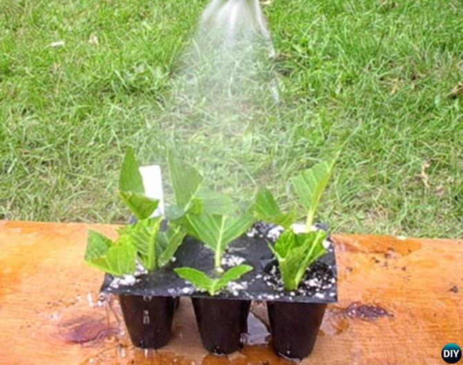 Regrow Hydrangeas From Cutting - Mist watering