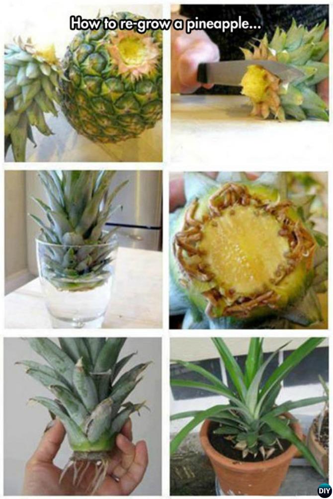 Tips to Regrow Pineapple From Top Instructions