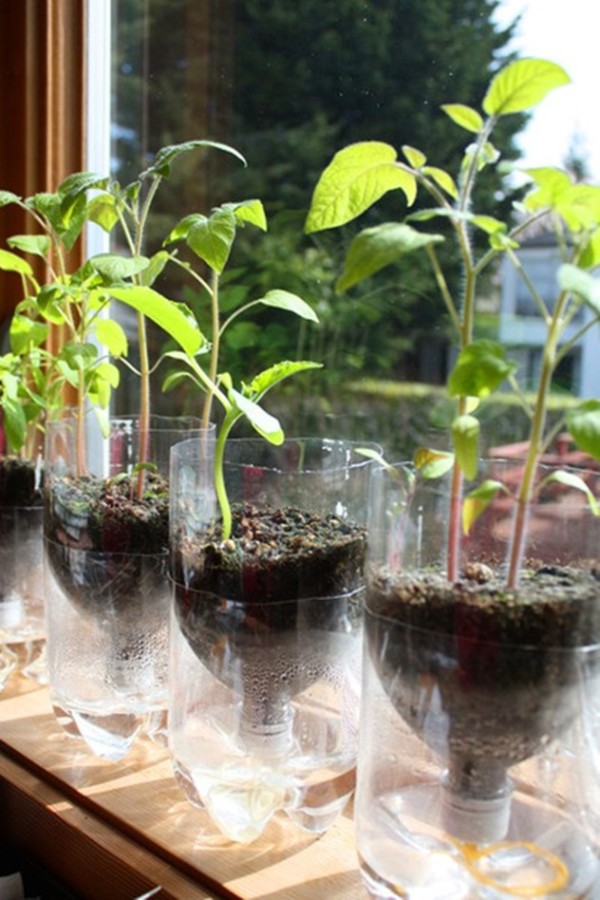 DIY Self-Watering Seed Starter Pot Planter