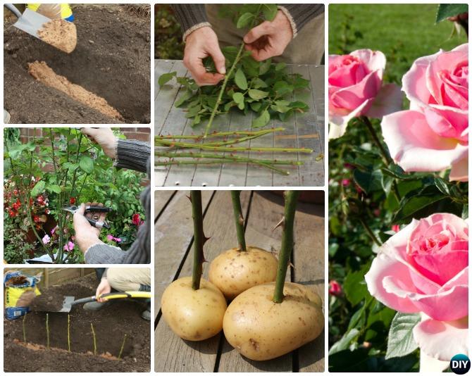 Image result for plant a rose using a potato