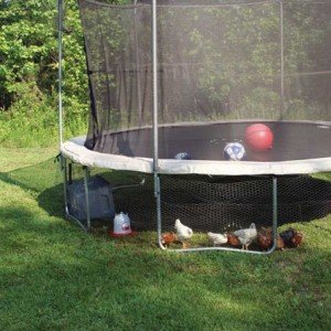 DIY Trampoline Chicken Coop Instructions