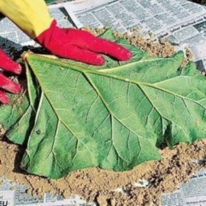 DIY Concrete Sand Cast Birdbath Instruction-DIY Big Rhubarb Leaf Garden Projects