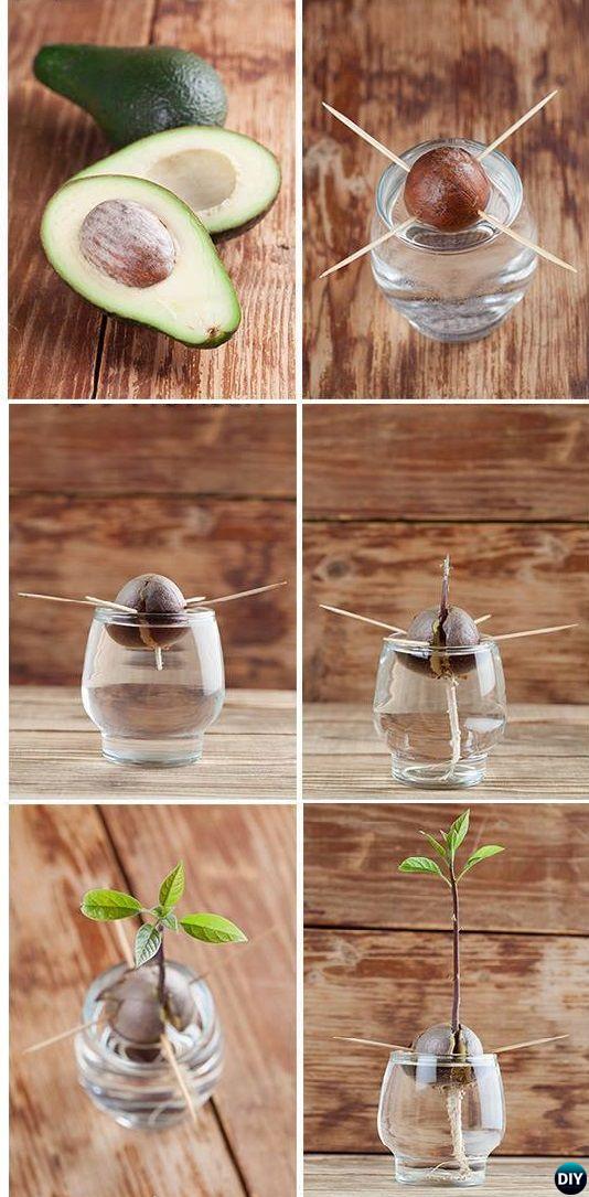 Grow Avocado Tree From Seed [Picture Instructions]